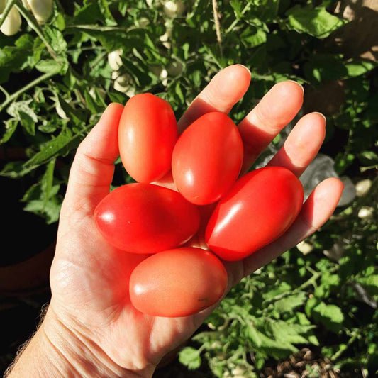 Thai Pink Egg Tomato