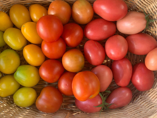 Growing tomatoes in the Subtropics