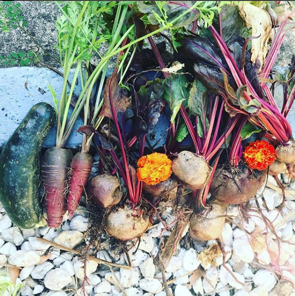 Ugly vegetable harvest