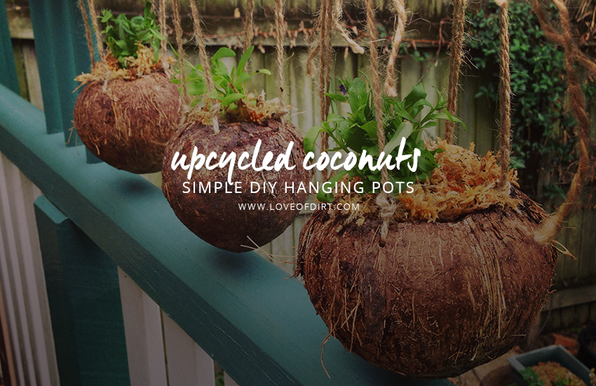 Upcycled Coconuts