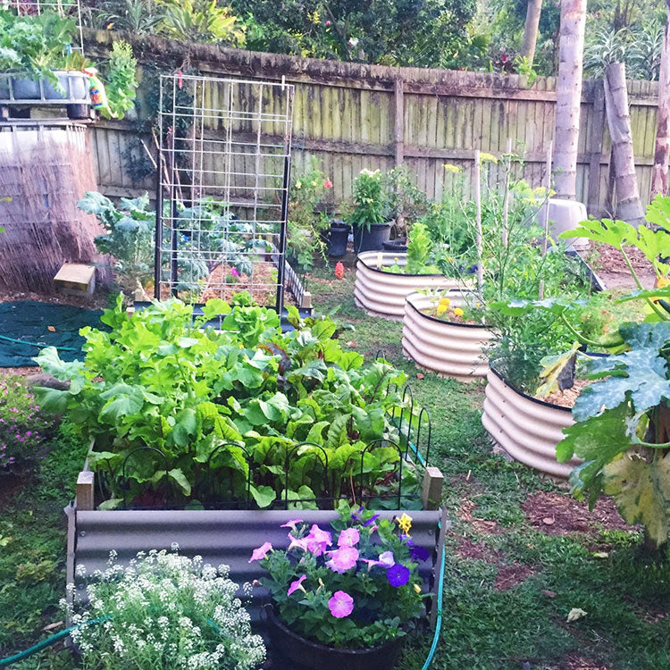 Renting with Veggie Patches