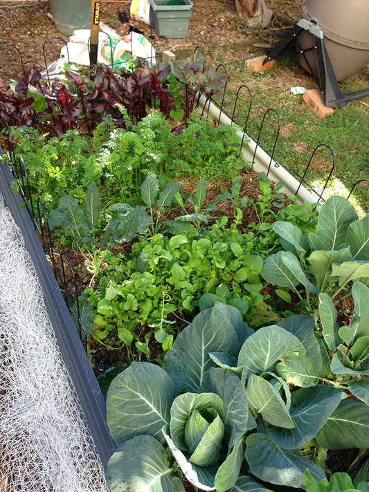 Veggies growing in abundance