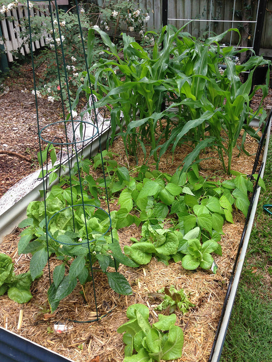 Garden Update - week 3