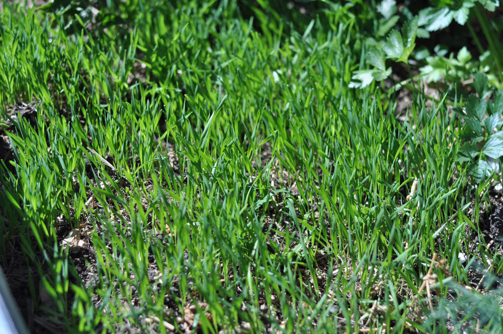 Wheat Green Manure Crop