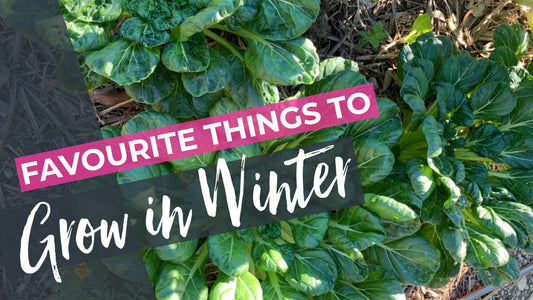 Favourite things to grow in winter