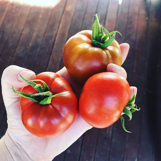 Our winter tomatoes