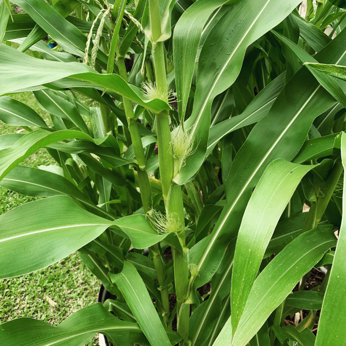 Corn 'Blue Mini Popcorn' Seeds