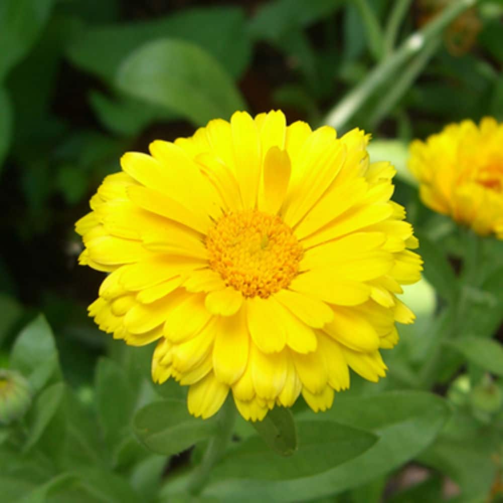 Calendula Golden Emperor Seeds