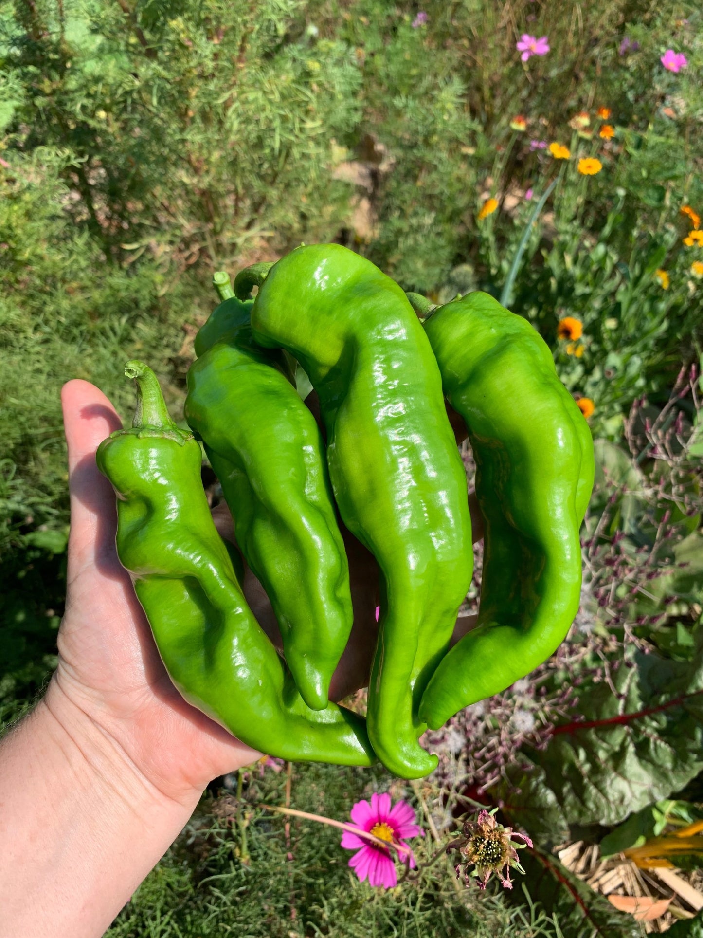 Capsicum 'Corno di Toro' Seeds