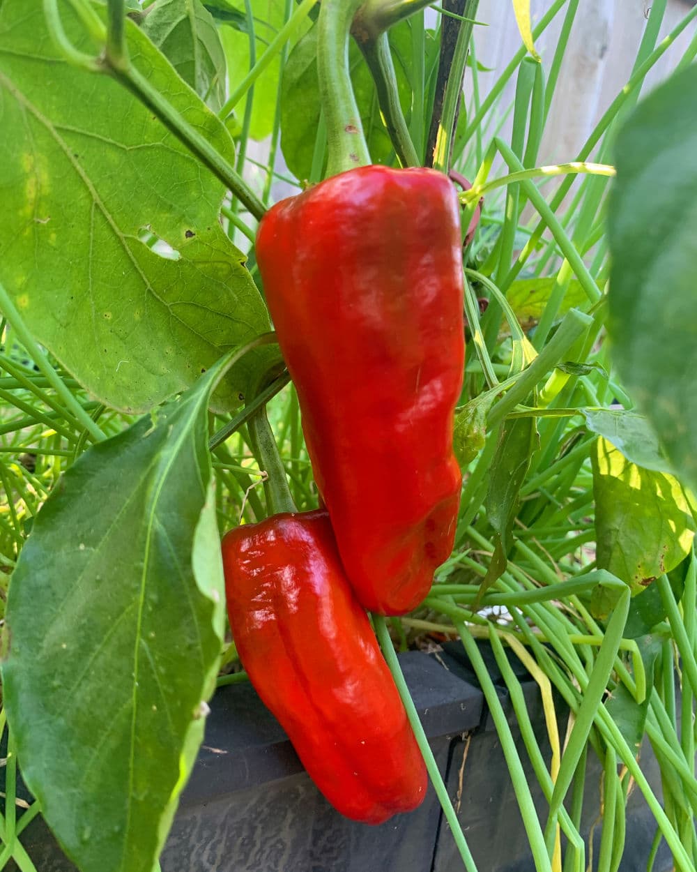 Corno Di Torro Capsicums Seeds