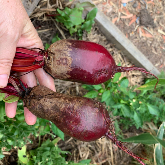 Cylindrica beetroot seeds