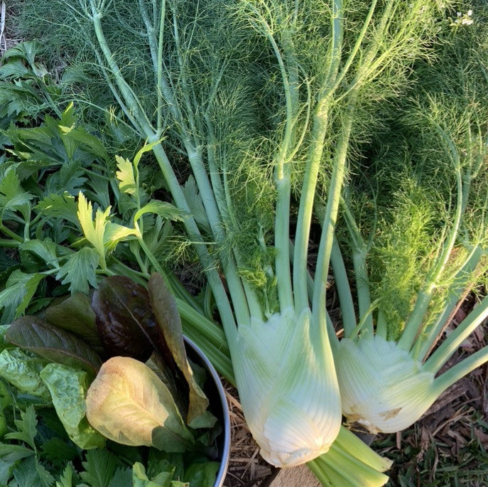 Buy Fennel Seeds