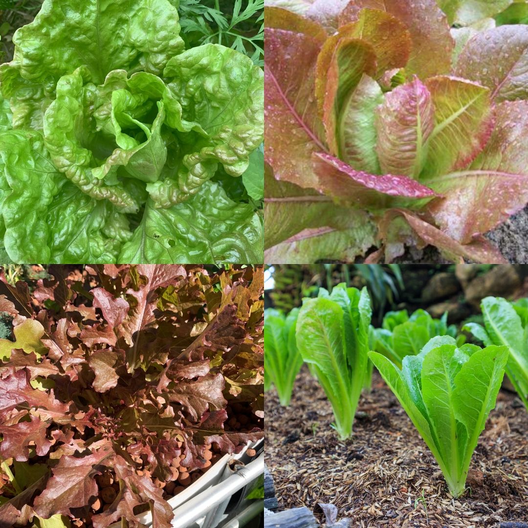 Rainbow Lettuce Mix