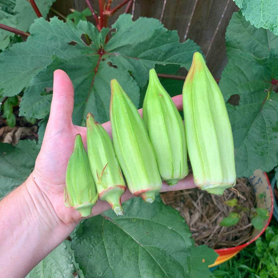 Okra Fruit