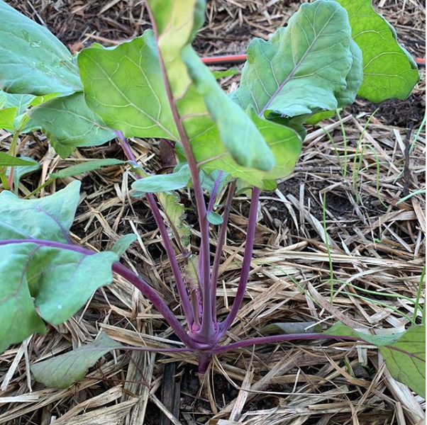 Purple Kohlrabi seeds