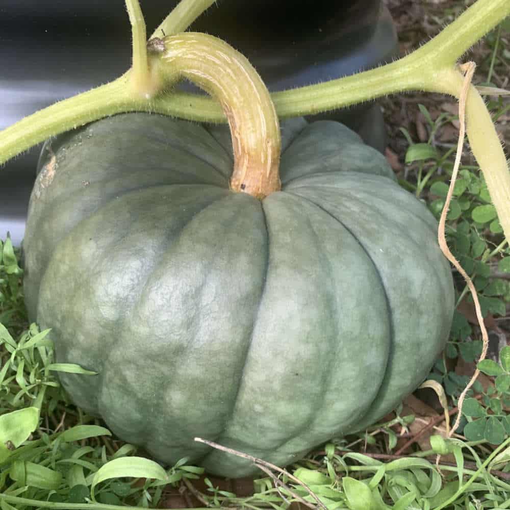 QLD Blue Pumpkin