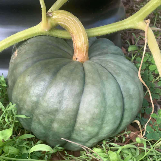 QLD Blue Pumpkin
