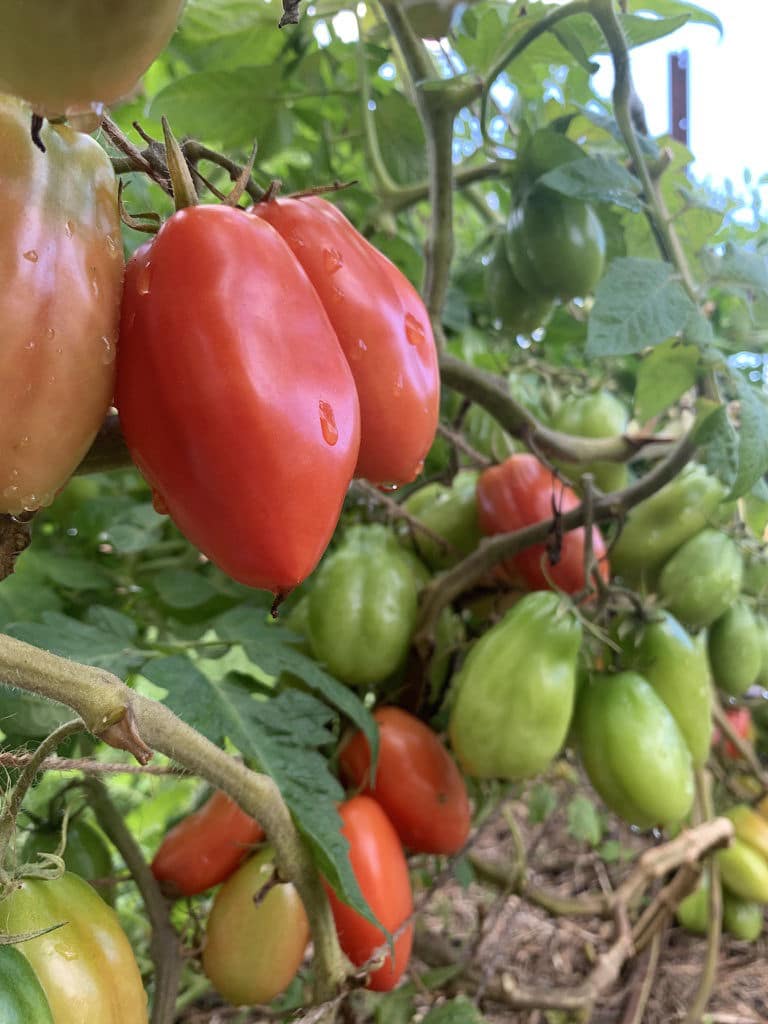 San Marzano Tomato heirloom seeds