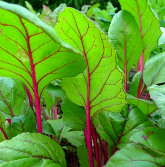 Swiss Chard Magenta Seeds