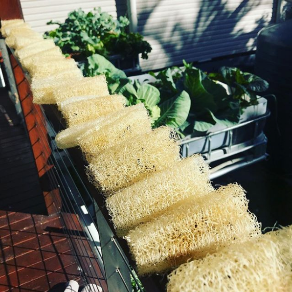 Loofah 'Luffa' Seeds