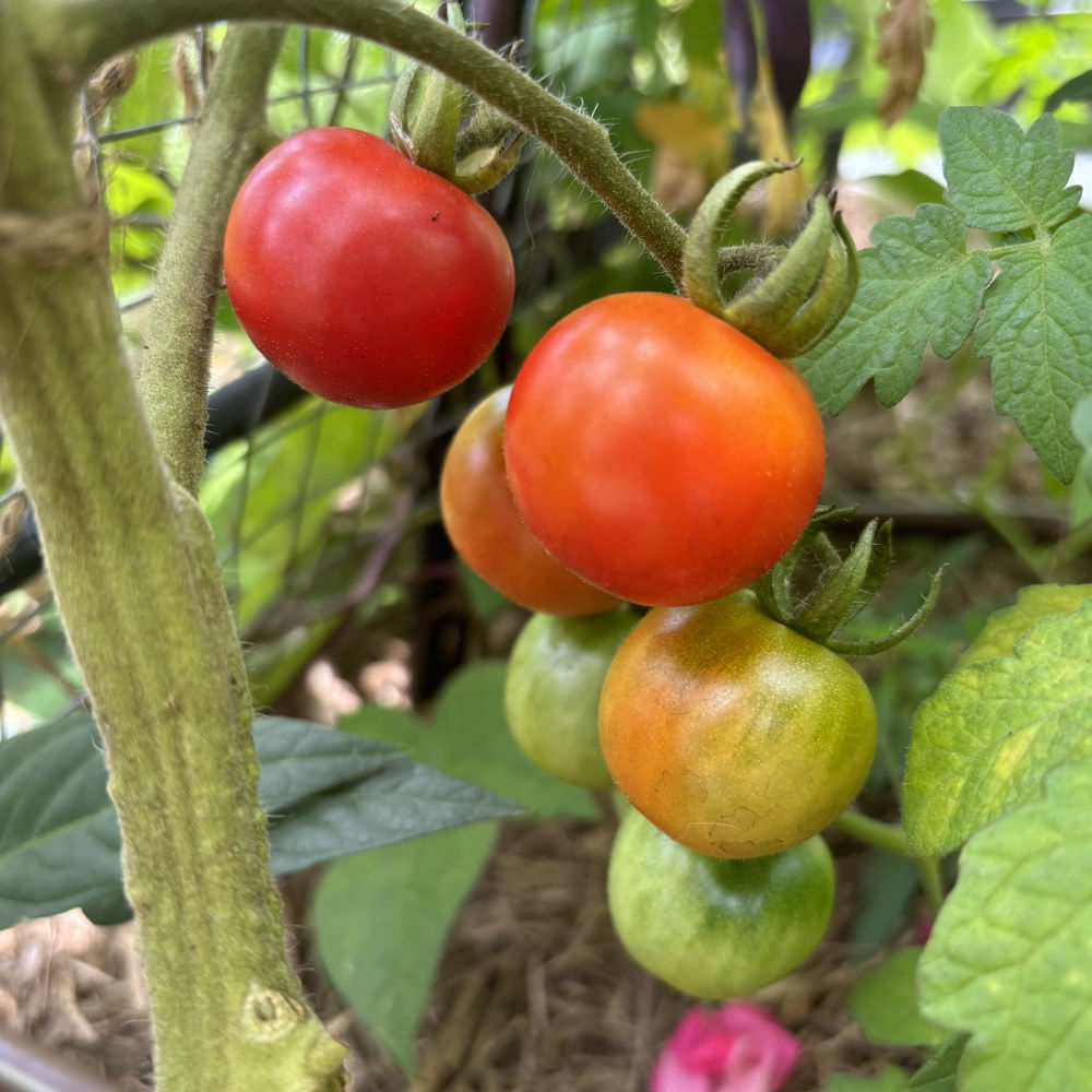 Tomato 'Tommy Toe' Seeds