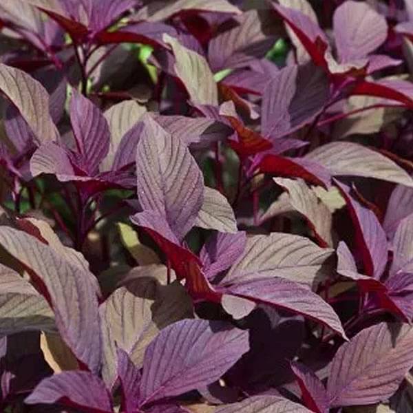 Amaranth 'Red' Seeds