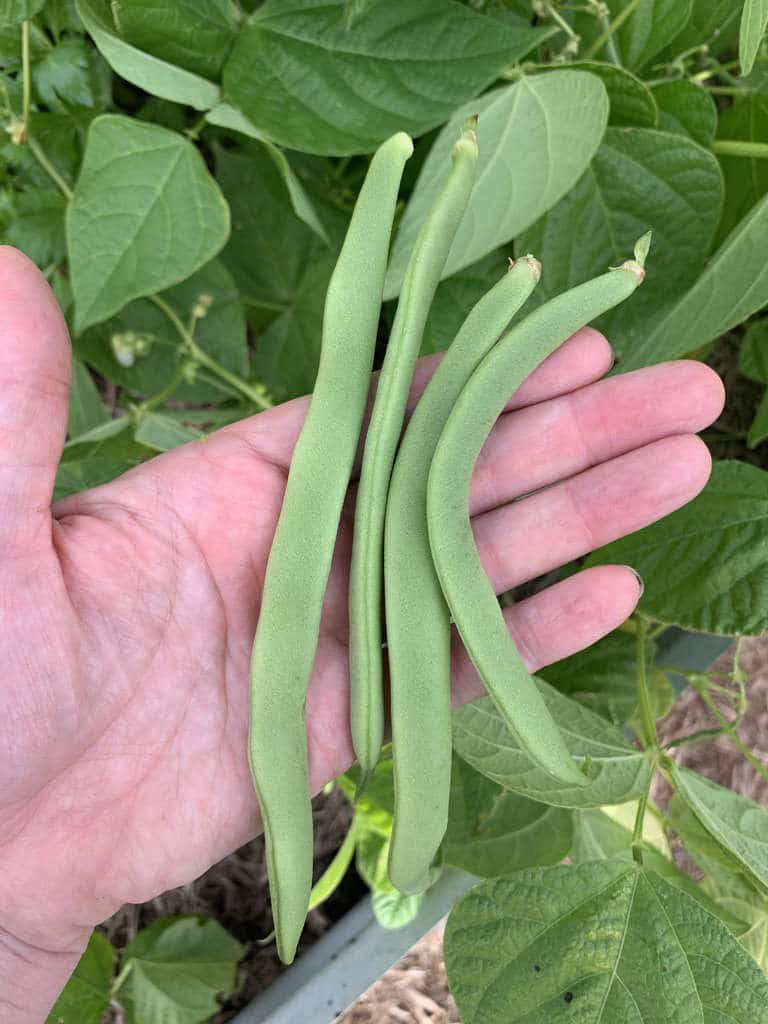 Bush Bean Pioneer