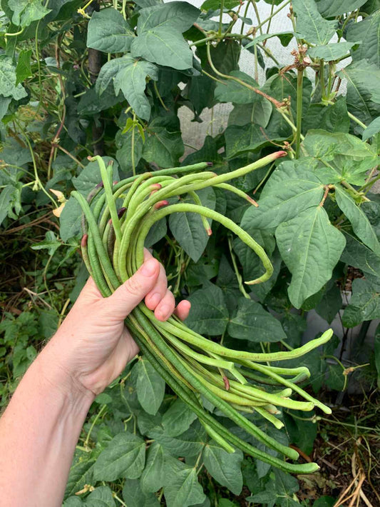 Black seeded snake bean