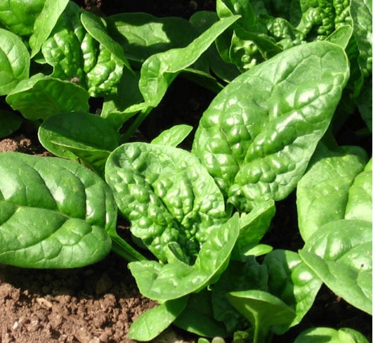 Spinach 'Bloomsdale' Seeds