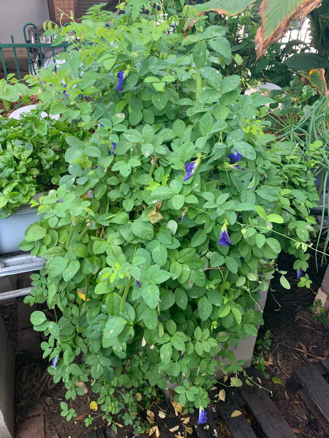 Blue Butterfly Peas