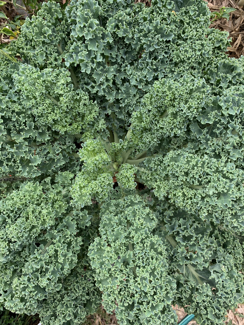 Blue Curled Kale