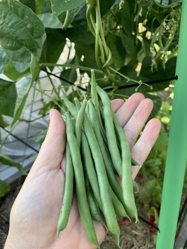 Blue Lake Climbing Bean