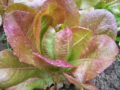 Lettuce 'Brown Romaine' Seeds