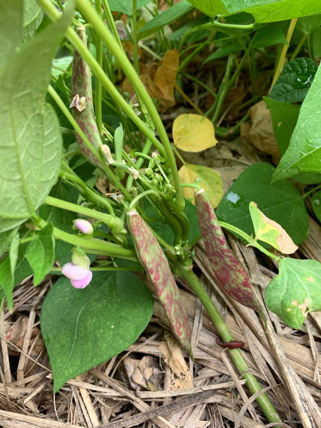 Bean Bush 'Borlotti - Red Rooster' Seeds