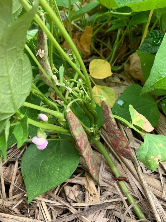 Bean Bush 'Borlotti - Red Rooster' Seeds