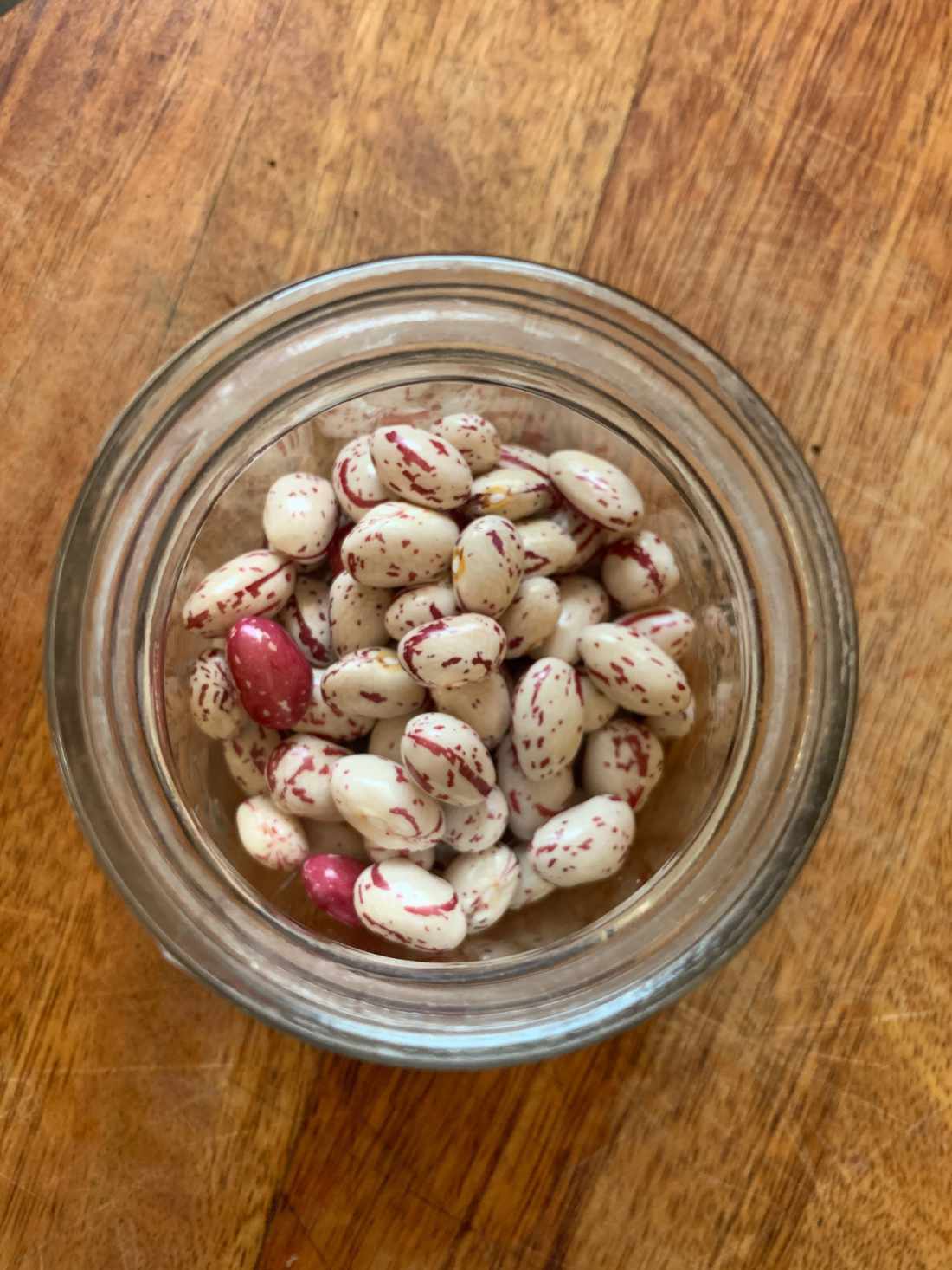 Bean Bush 'Borlotti - Red Rooster' Seeds