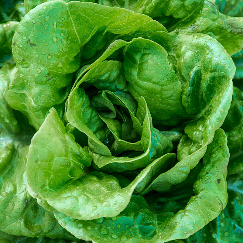 Butter crunch Lettuce