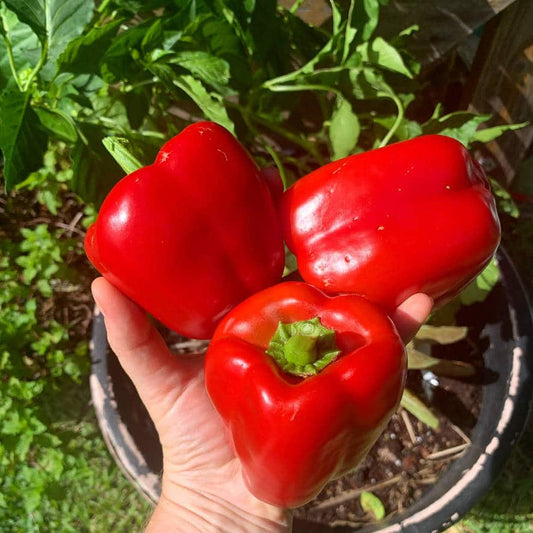 Ripe Californian Wonder Fruit