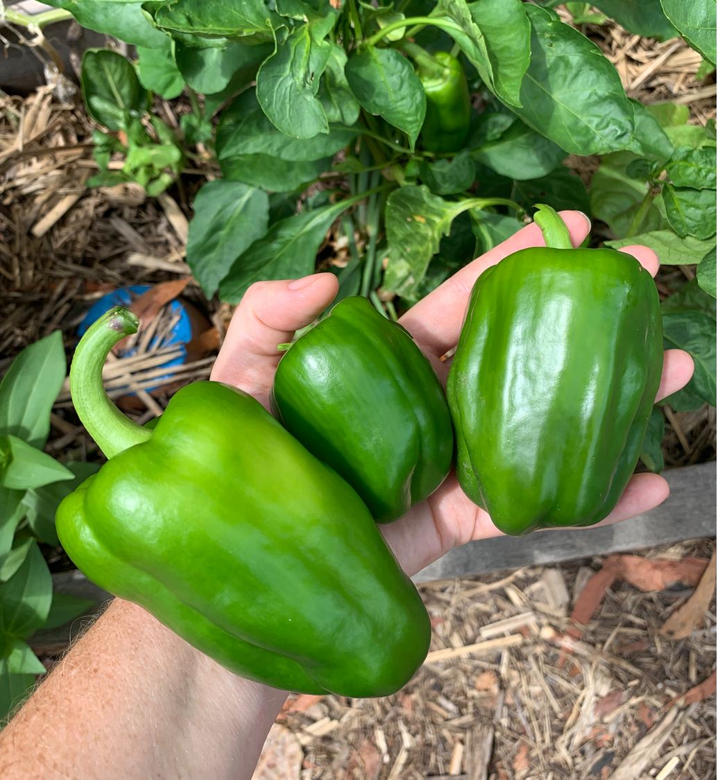 Capsicum 'Californian Wonder' Seeds
