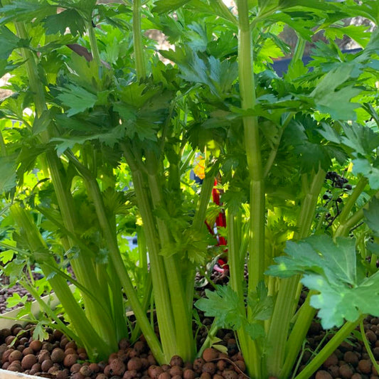 Celery Tall Utah Seeds