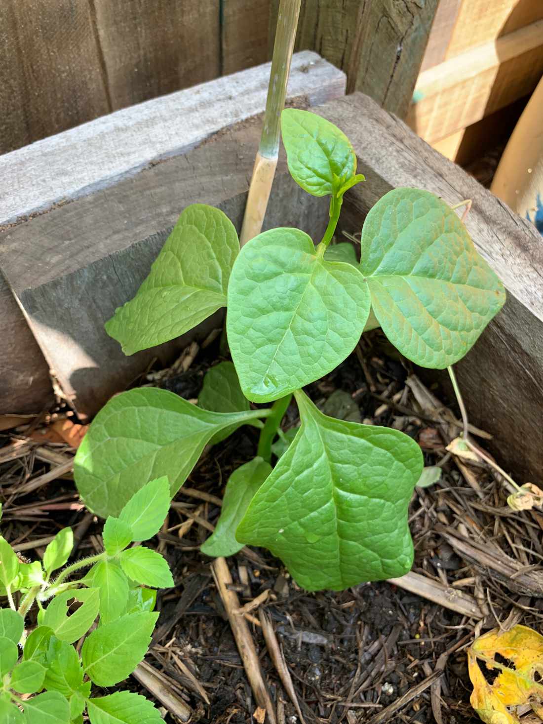 Malabar Spinach Seeds