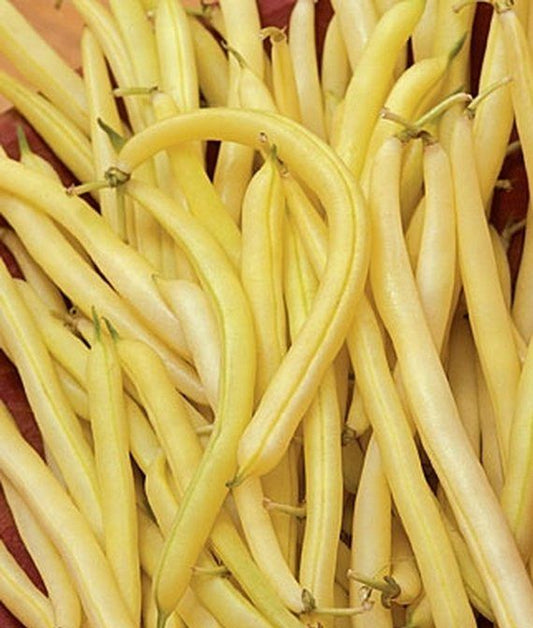 Bush Bean 'Cherokee Wax' Seeds