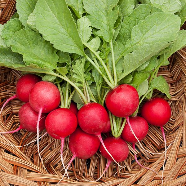 Cherry Belle Radish Seeds