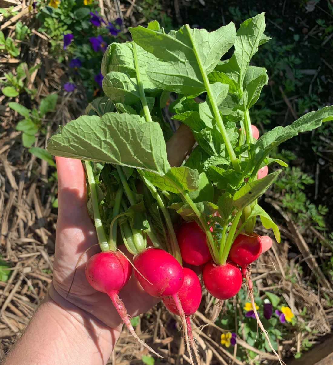 Cherry Belle Radish Seeds