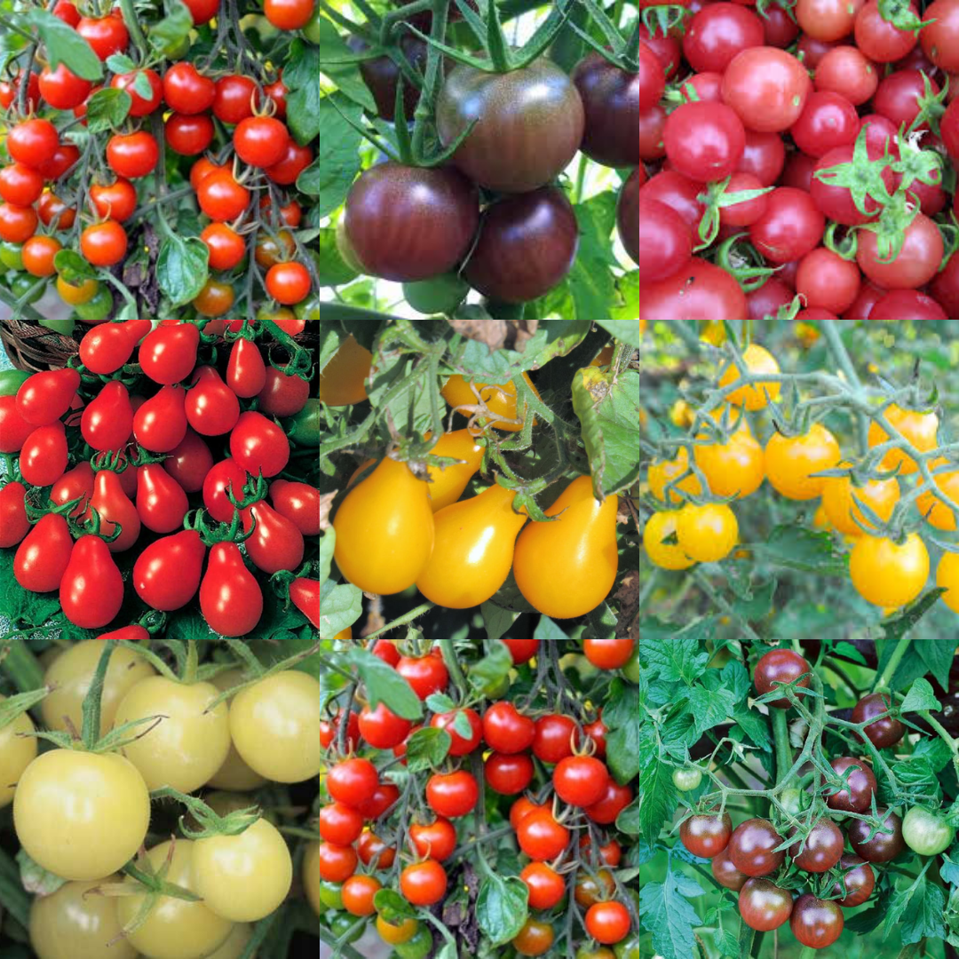 Tomato 'Cherry Mix' Seeds