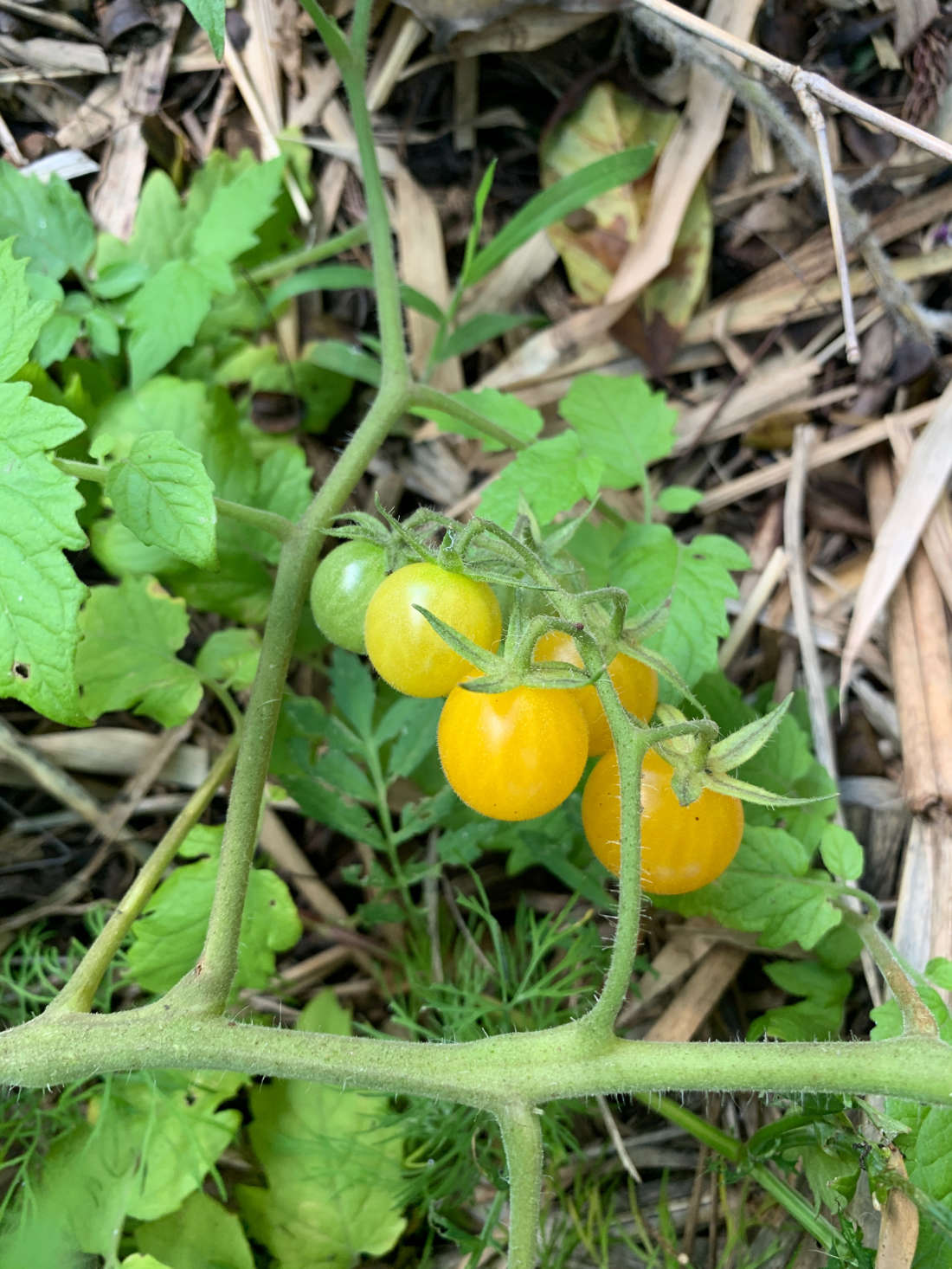 Tomato 'Cherry Yellow Honeybee' Seeds