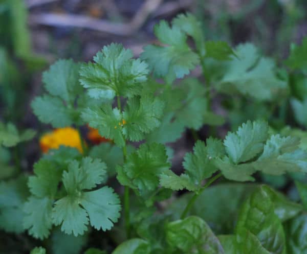 Coriander Seeds