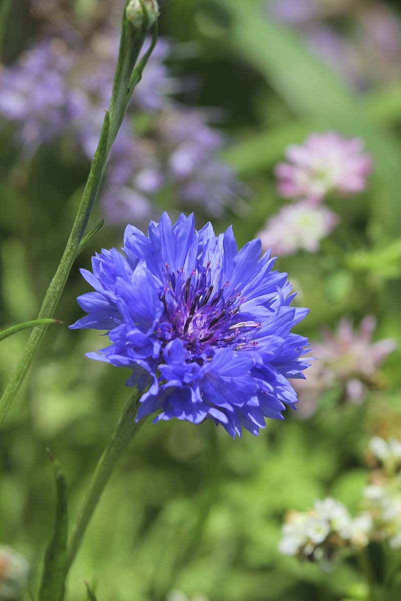 Cornflower 'Blue Boy' Seeds