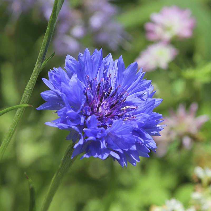 Cornflower 'Blue Boy' Seeds