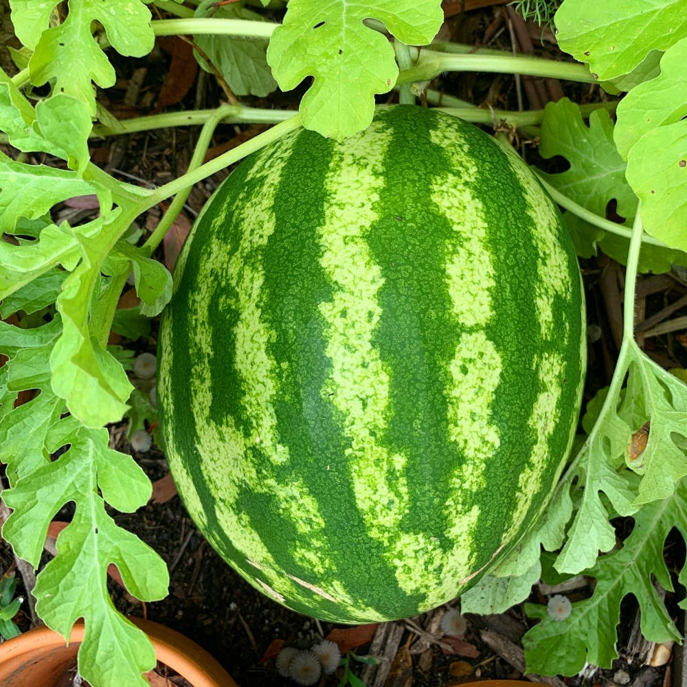 Crimson Sweet Watermelon Seeds